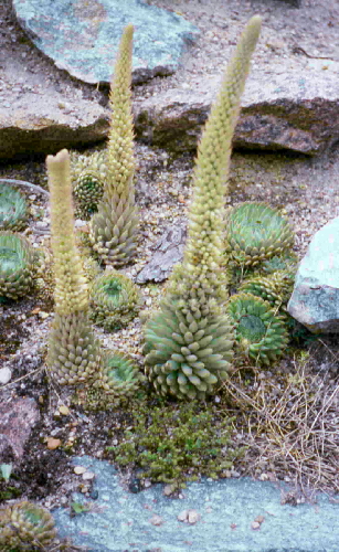 orostachys spinosus z kw
